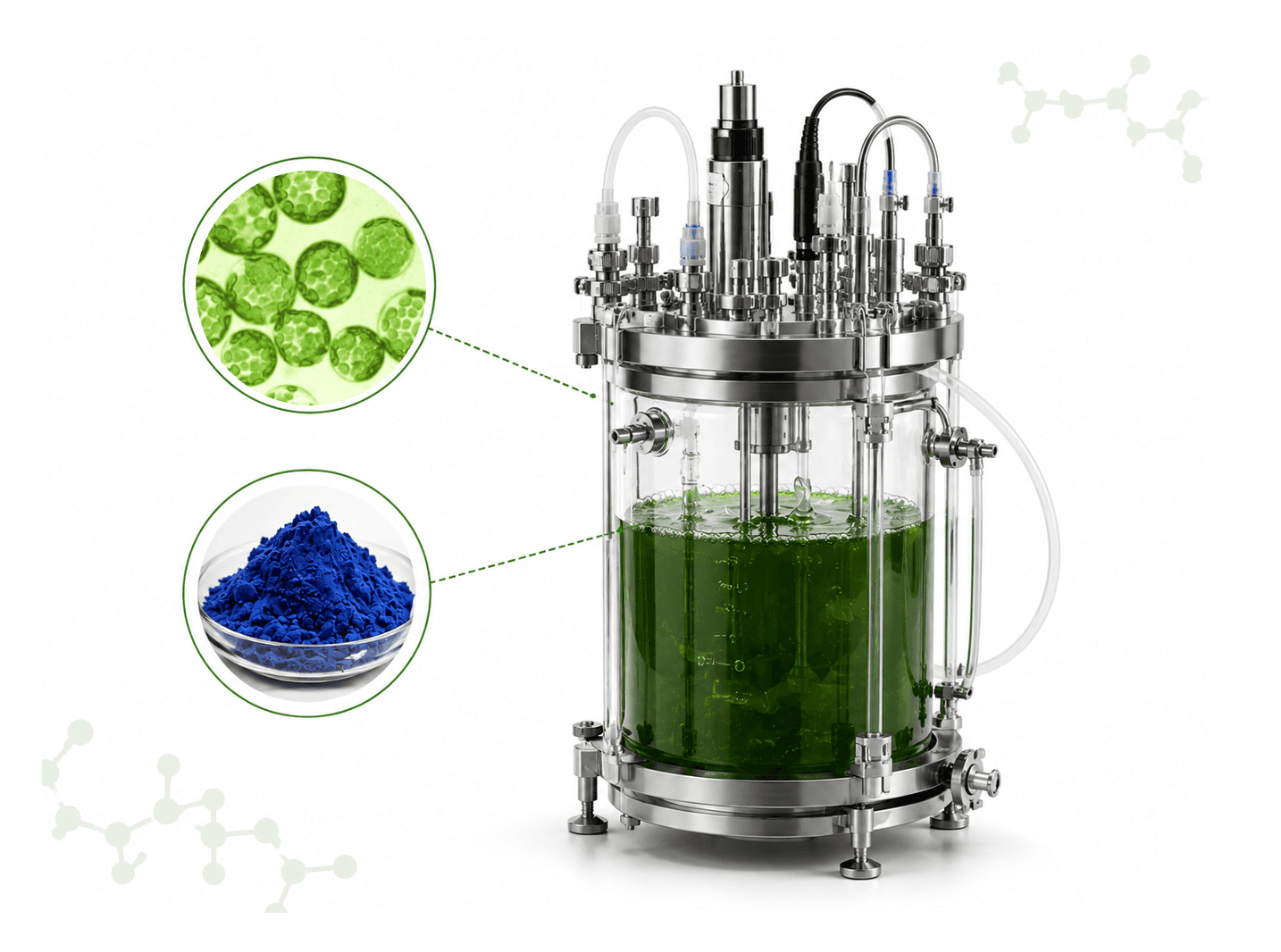 Glass bioreactor containing green Galdieria culture, with insets showing cell micrograph and extracted phycocyanin blue pigment powder